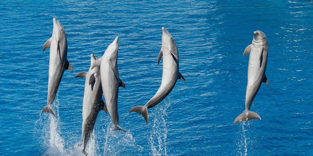 Motivasyon Odaklı Takım Programları | Yöne-Team